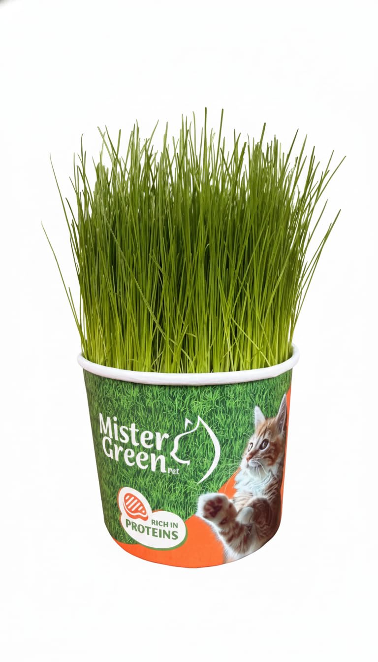 Cat Grass Grow Kit O9139