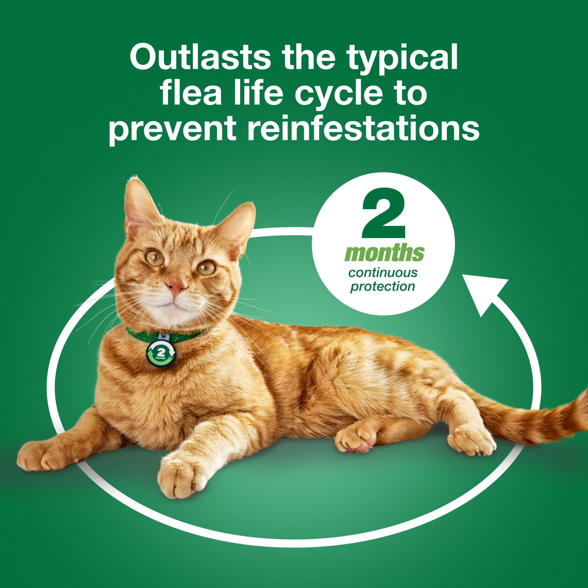 Large Cat Topical Flea Treatment & Prevention 1ct Z502180