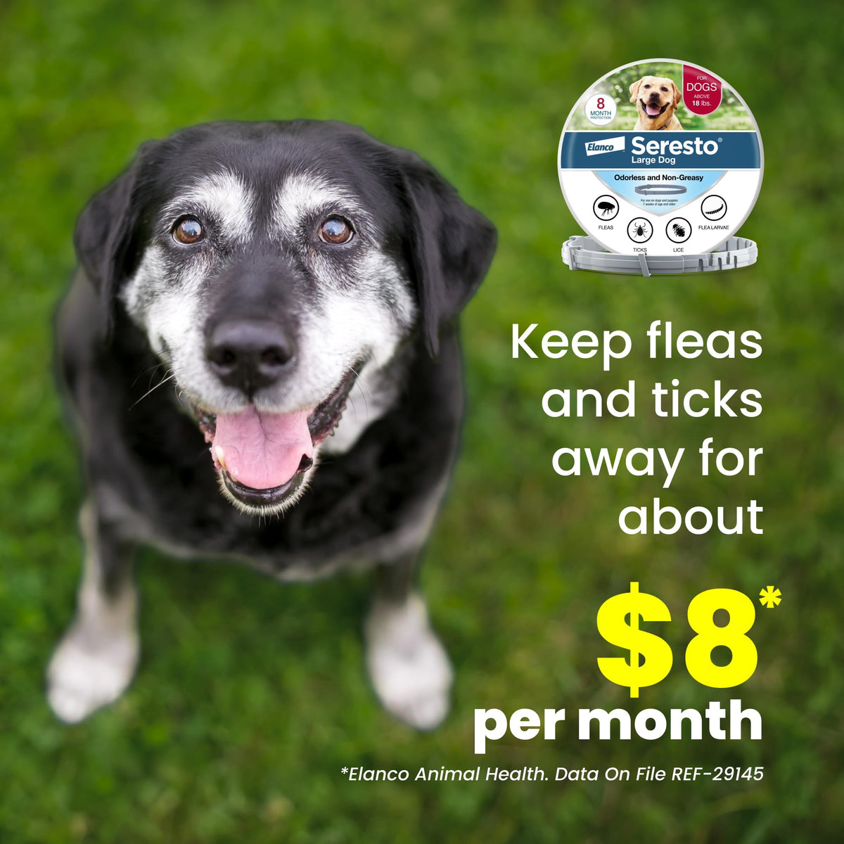 8-Month Flea & Tick Collar for Large Dogs Over 18 lbs B888
