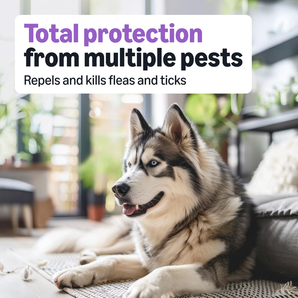 Flea and Tick Topical Treatment for Large Dogs 3 Count N9080