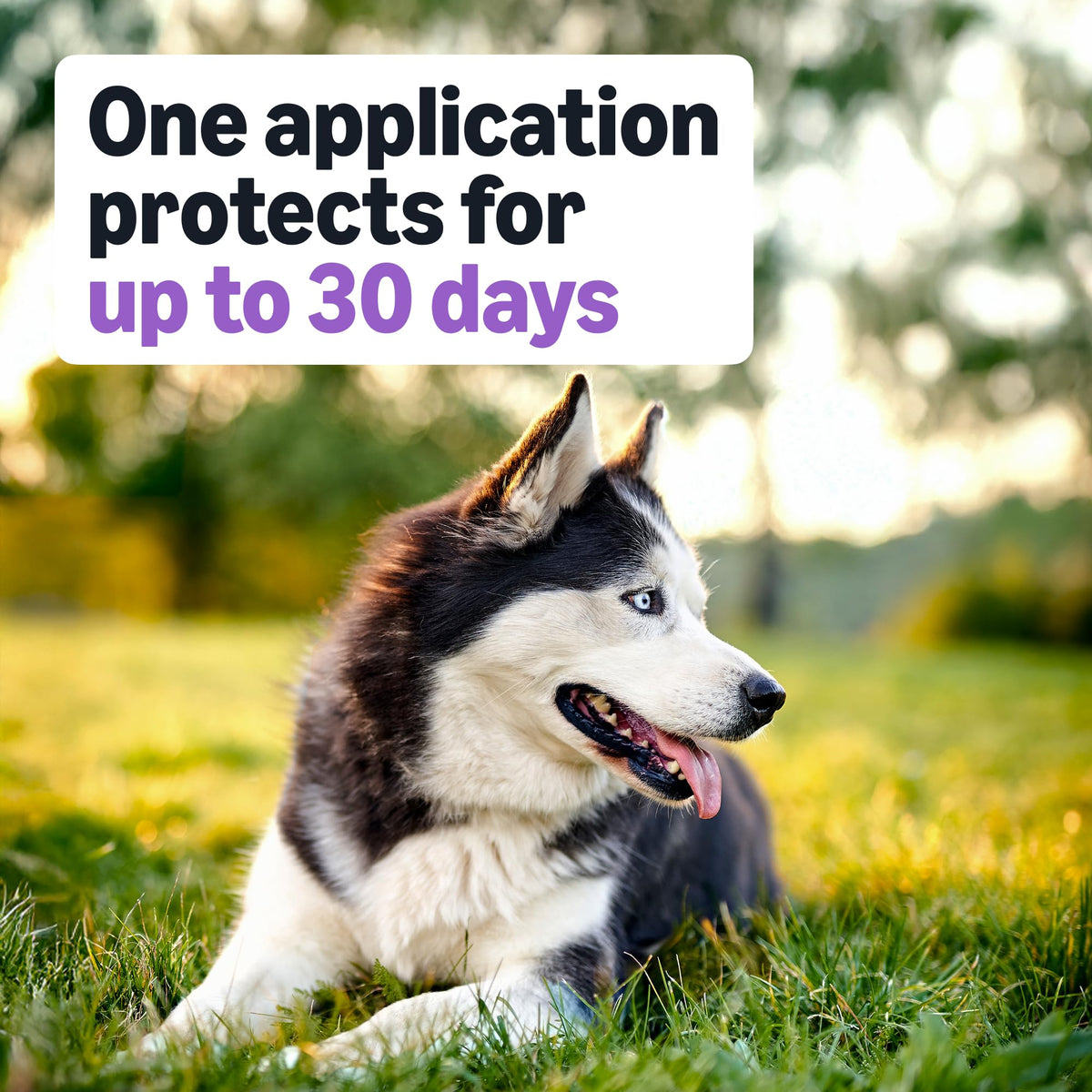 Flea and Tick Topical Treatment for Large Dogs 3 Count N9080