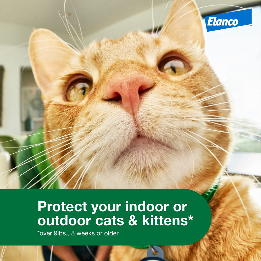 Large Cat Topical Flea Treatment & Prevention 1ct Z502180