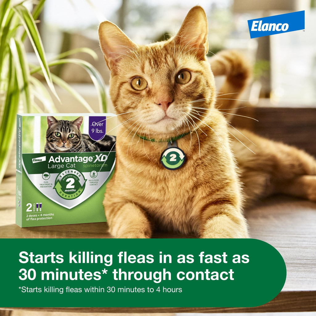 Large Cat Topical Flea Treatment & Prevention 1ct Z502180