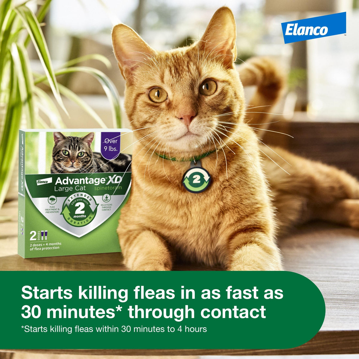 Large Cat Topical Flea Treatment & Prevention 1ct Z502180